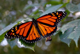 Resting Monarch by kimsoosun, photography->butterflies gallery