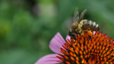 Click here to view at full resolution.