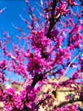 Eastern Redbud by Texan1968, photography->flowers gallery