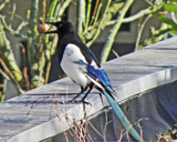 Magpie by Ramad, Photography->Birds gallery