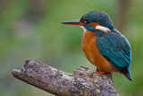 Female Kingfisher by biffobear, photography->birds gallery