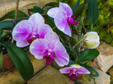 More Orchids by Pistos, photography->flowers gallery