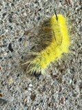 The American Dagger Moth by tigger3, photography->insects/spiders gallery