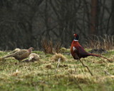 Ring knecked Pheasant by biffobear, Photography->Birds gallery