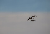 Tres by Pistos, photography->birds gallery
