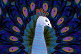 Peacock by bfrank, illustrations gallery
