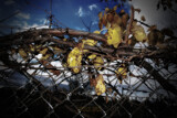 Grape Vine by JayMxPhotography, photography->general gallery