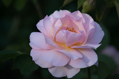Click here to view at full resolution.