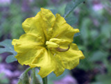 Buffalo Bur by beebs, Photography->Flowers gallery