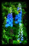 Blue Delphiniums by LynEve, photography->flowers gallery