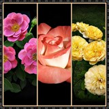 Art Deco Roses - I by Roseman_Stan, photography->flowers gallery