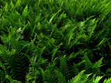 Fern by rvdb, photography->gardens gallery