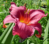 Raspberry Lily by trixxie17, photography->flowers gallery