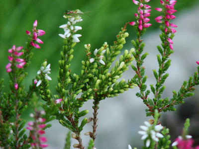 Click here to view at full resolution.