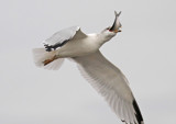 Down The Hatch by rahto, Photography->Birds gallery