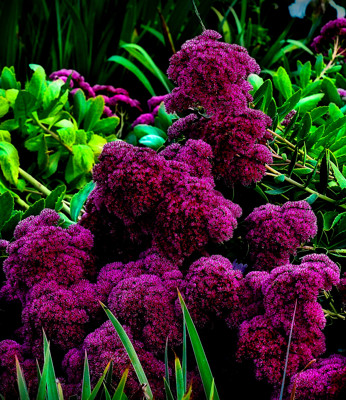Click here to view at full resolution.
