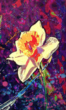 Daffodil Dream by bfrank, abstract gallery