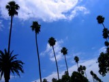 Procession of Palms by blanconino, photography->skies gallery