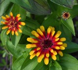 Flower Power by tigger3, photography->flowers gallery