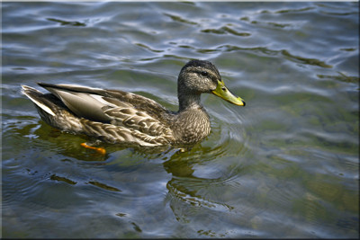Click here to view at full resolution.