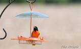 The Oriole  by tigger3, photography->birds gallery