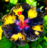 Black Rainbow by Texan1968, photography->flowers gallery