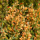 Hummingbird Mint by trixxie17, photography->flowers gallery
