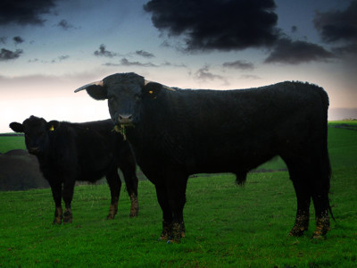 Click here to view at full resolution.