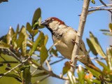 A Russet In A Tree by bfrank, photography->birds gallery