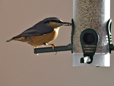 Click here to view at full resolution.