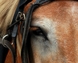 Window To The Soul by LakeMichigan, photography->animals gallery