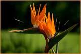 Strelitzias in the sun by Ramad, photography->flowers gallery