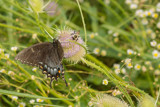 Spicebush Swallowtail&#133; by unclejoe85, photography->butterflies gallery