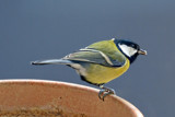 Awaiting His Turn by Ramad, photography->birds gallery