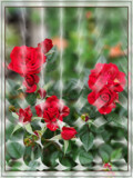 Red Roses by Flmngseabass, photography->flowers gallery