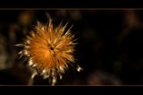 nightsun by ro_and, photography->flowers gallery