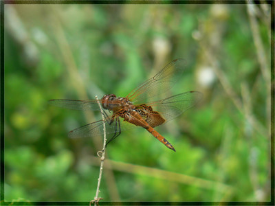 Click here to view at full resolution.