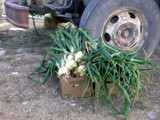 Just picked onions by mimifly, Photography->Food/Drink gallery