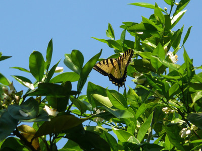 Click here to view at full resolution.