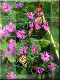 Monarch Trio by wheedance, Photography->Butterflies gallery