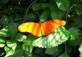 Sun Bath by dancer3660, Photography->Butterflies gallery