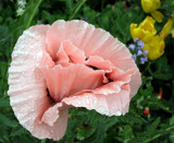 Wet Pink Poppy by jdinvictoria, Photography->Flowers gallery