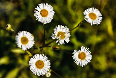 Click here to view at full resolution.