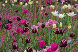 Tulips in May by Ramad, photography->flowers gallery