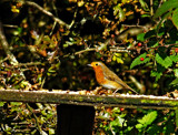 A sure sign by biffobear, photography->birds gallery