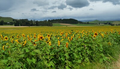 Click here to view at full resolution.