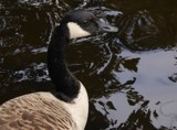 Canada Goose by LynEve, photography->birds gallery