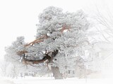Frost on the Tree by Starglow, photography->manipulation gallery