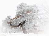 Frost on the Tree by Starglow, photography->manipulation gallery