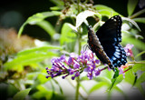 Look At My Colors by vangoughs, photography->butterflies gallery